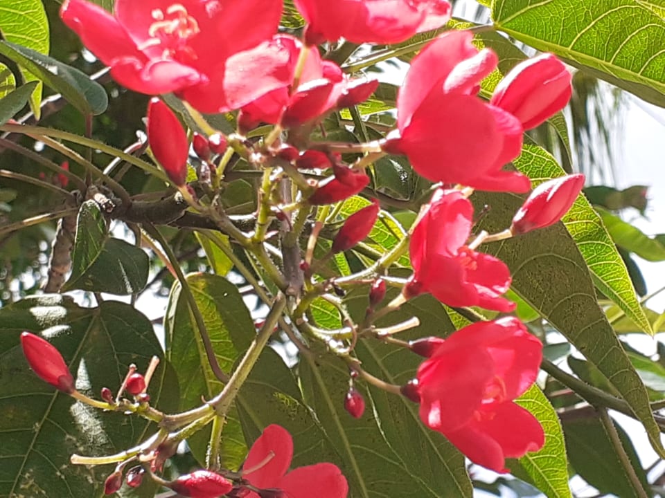 Gartenanlage Maritim Resort & Spa Mauritius