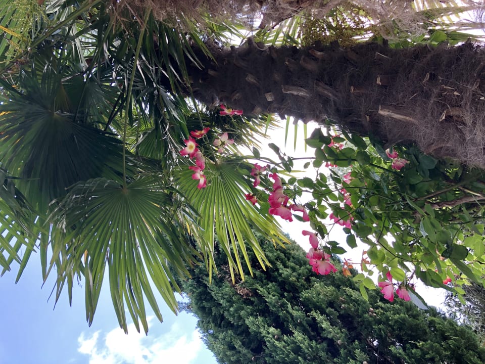 Gartenanlage Hotel Bellevue