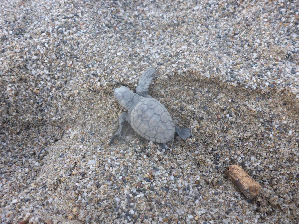 Baby caretta Schildkröte auf dem Weg ins Meer Hotel Eva Bay