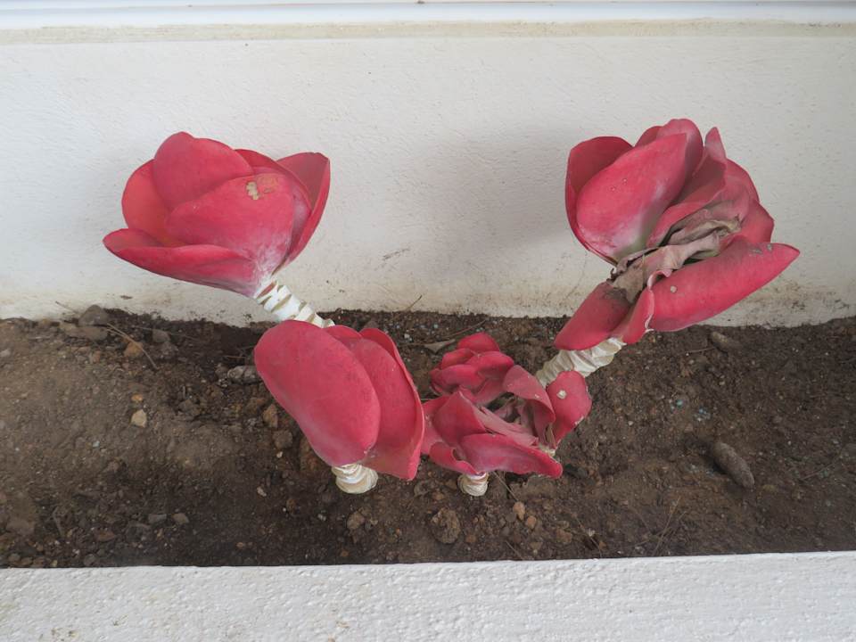 Gartenanlage Grupotel Farrutx