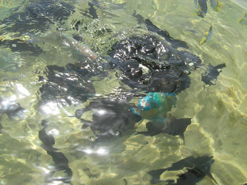 Rybki Albatros Sharm Resort