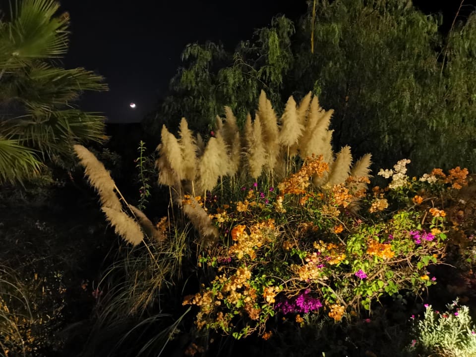 Gartenanlage Casa León Royal Retreat