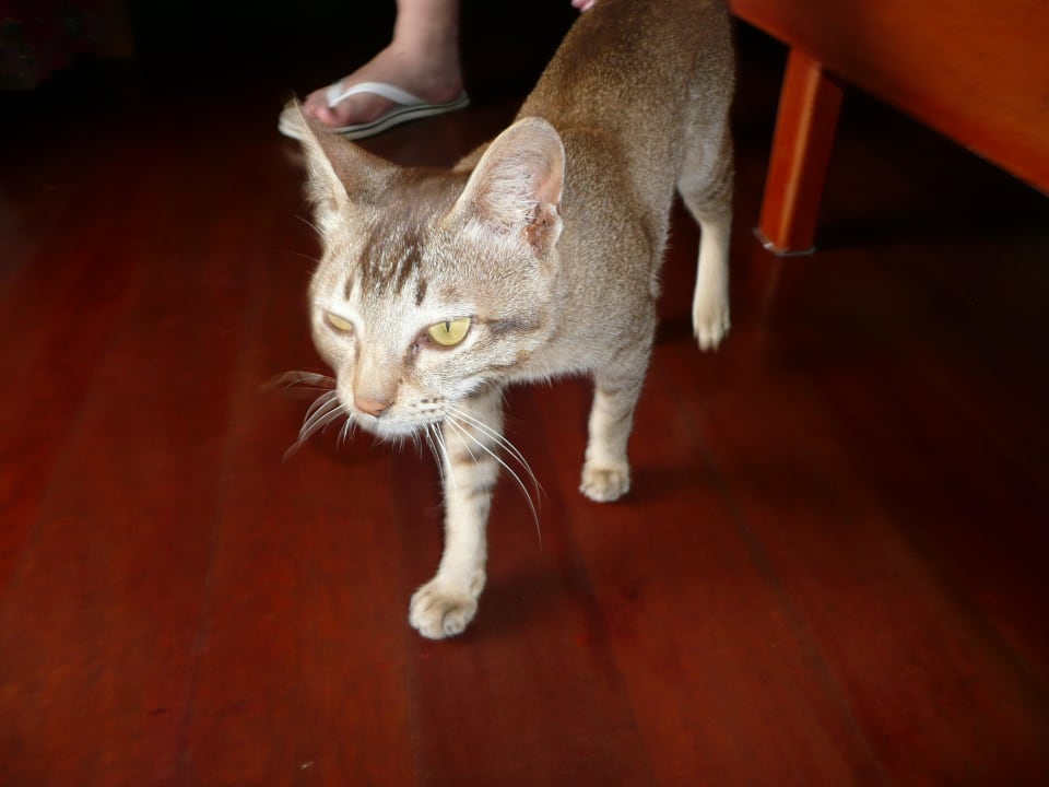 Unser kleiner süßer Besucher  Strawberry Hill Hotel
