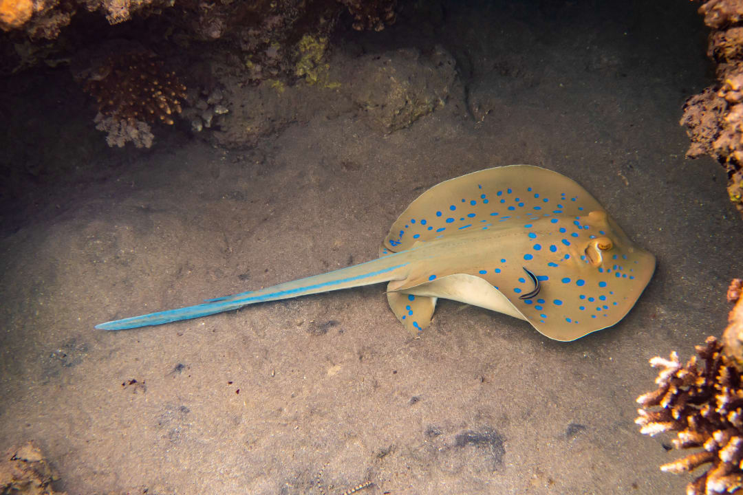 Sport & Freizeit Brayka Bay Resort