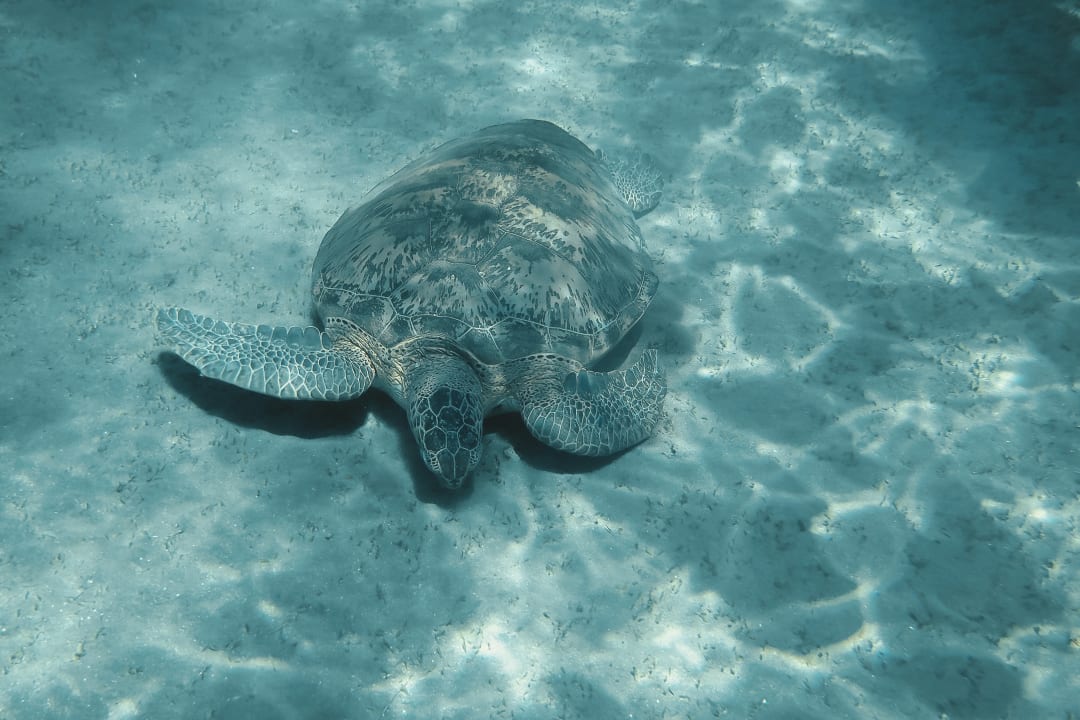 Strand Malikia Resort Abu Dabbab