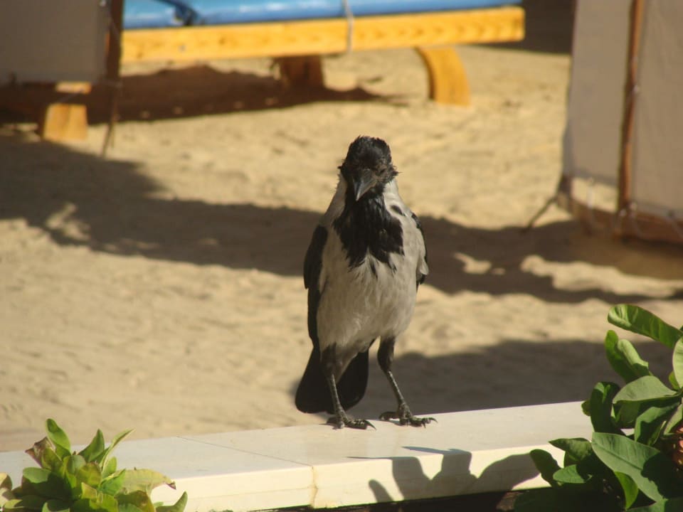 Любопыная египетская ворона Beach Albatros Resort
