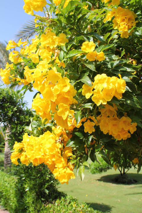 Garten Fantazia Resort Marsa Alam