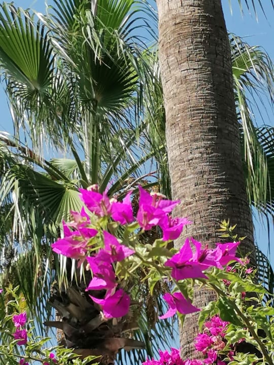 Gartenanlage Aydinbey Kings Palace & Spa