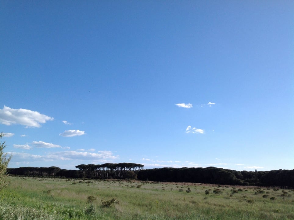 Pinienwald New Camping Le Tamerici