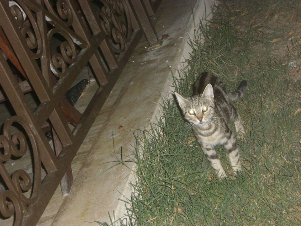 Katzen! Club Yali Hotels & Resort