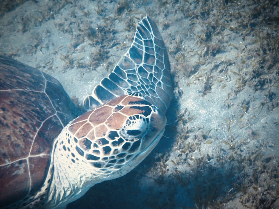 Sport & Freizeit Shams Alam Beach Resort