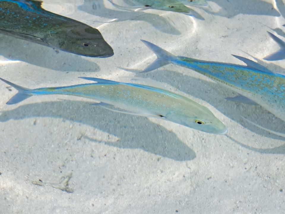 Sonstiges Summer Island Maldives