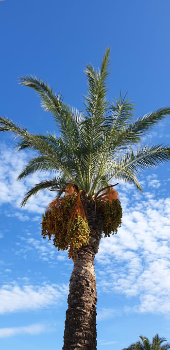 Ausblick Dimitra Beach Hotel & Suites