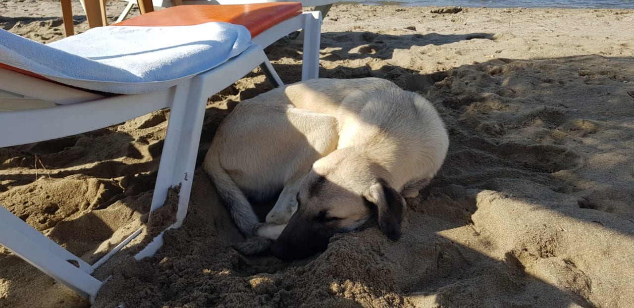 Strand Dogan Paradise Beach