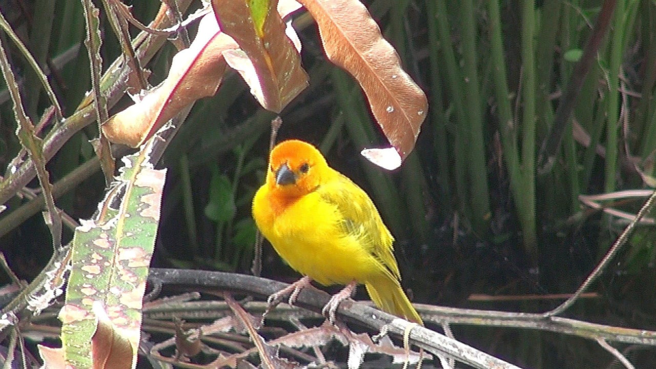 Webervögel im Garten Bahari Beach Hotel