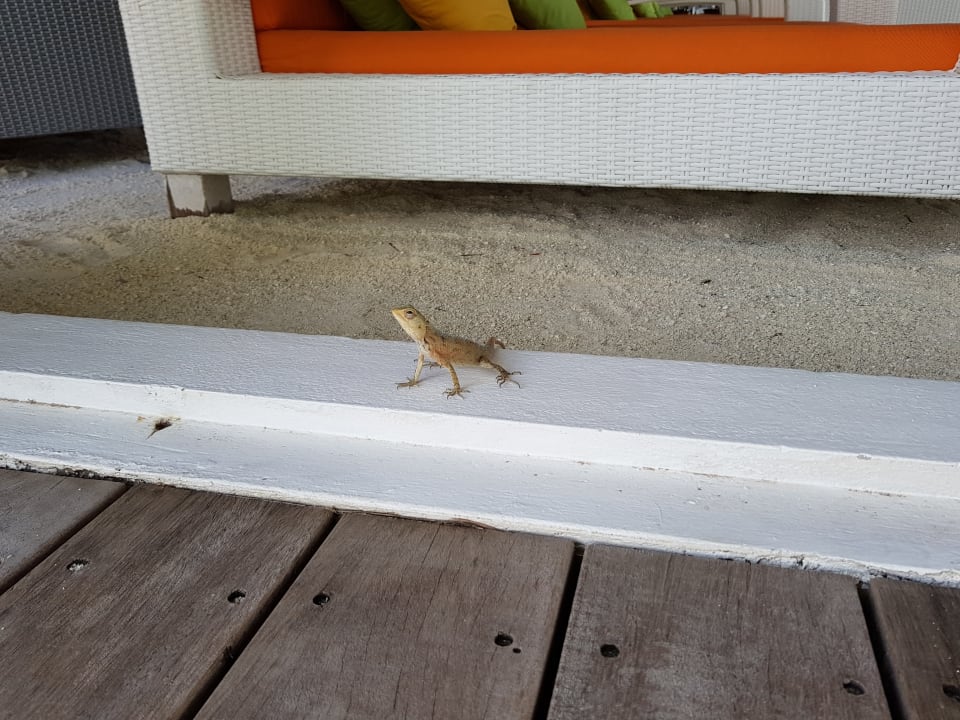Sonstiges Vilamendhoo Island Resort & Spa