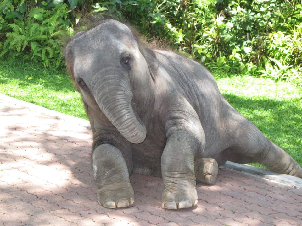 Baby Elefant am Eingang Marina Phuket Resort