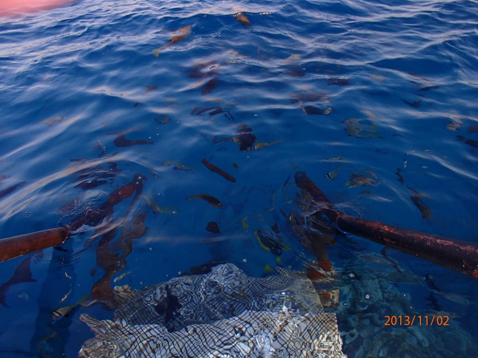 Утро. Рыбки у пирса Stella Beach Resort & Spa Makadi Bay