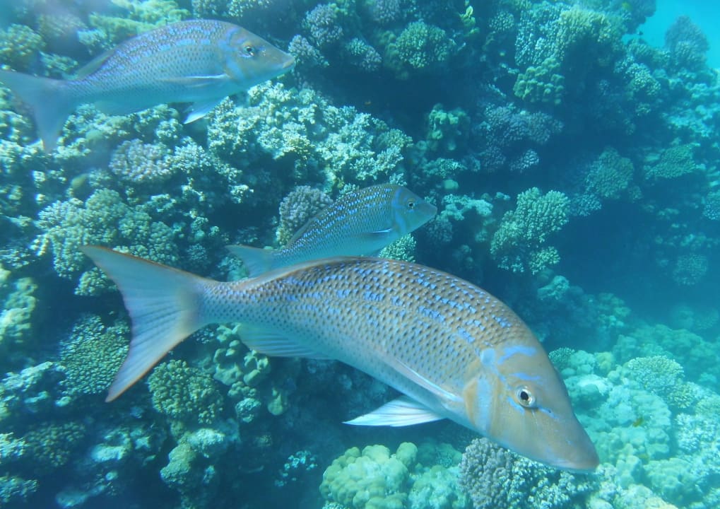 Sport & Freizeit Grand Makadi