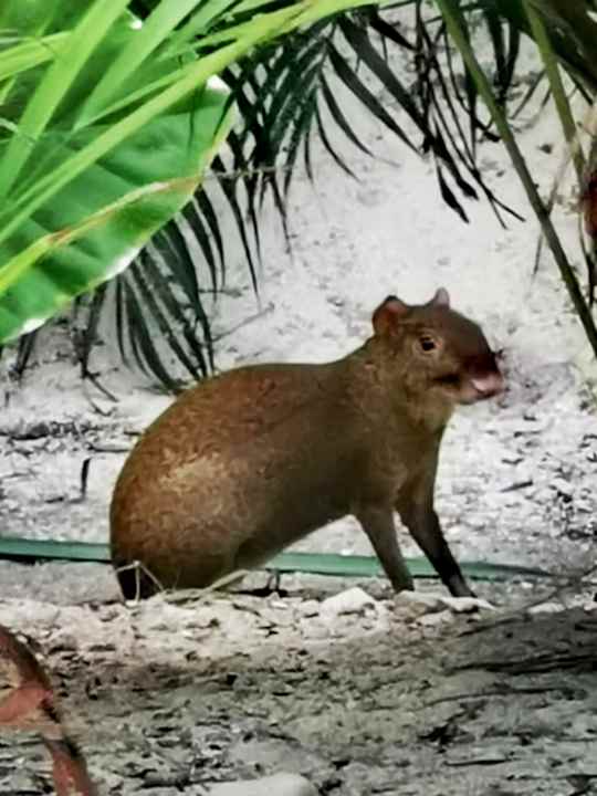 Gartenanlage Akumal Bay Beach & Wellness Resort