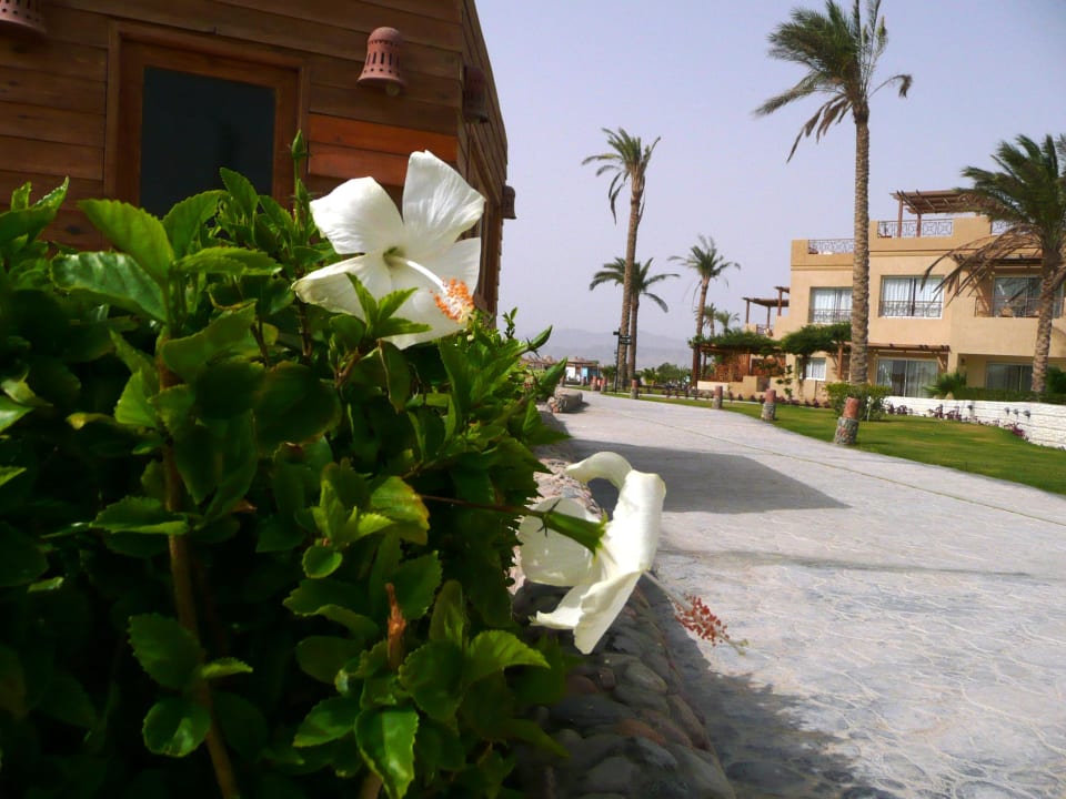 Blüten Shams Prestige Abu Soma-Adults Only