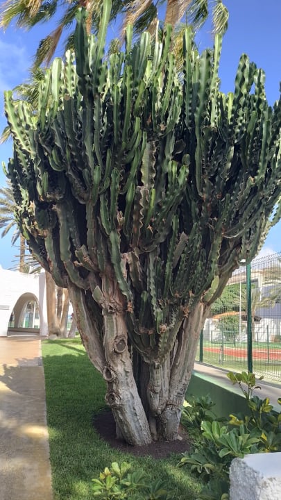 Gartenanlage ROBINSON JANDIA PLAYA