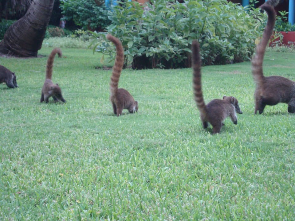 Hotel Catalonia Playa Maroma Catalonia Playa Maroma