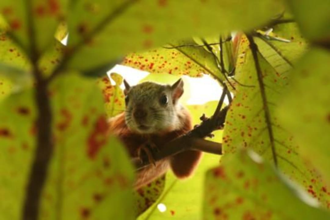 Hörnchen Hotel & Club Punta Leona