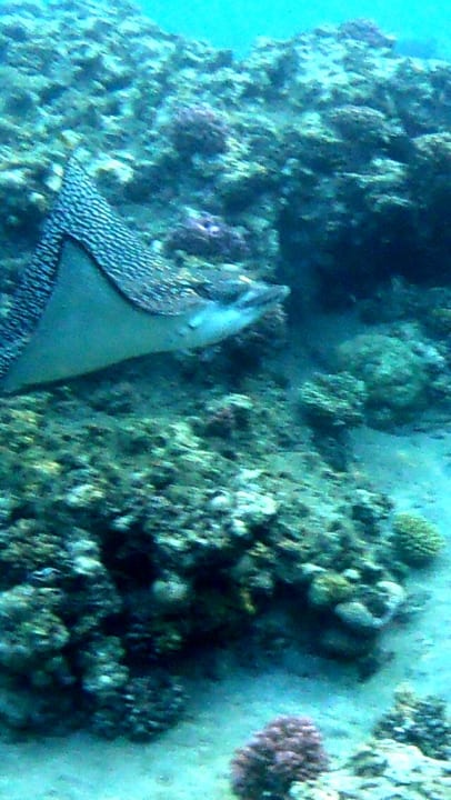 Strand Ghazala Gardens