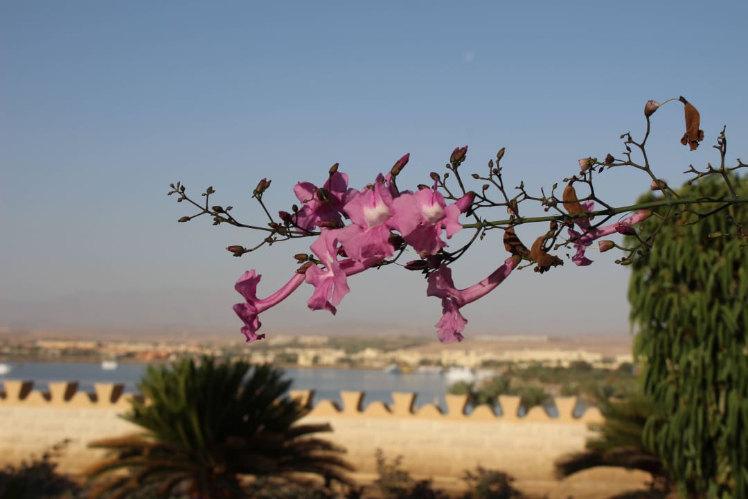 Blick von Dachterasse Makadi Spa - Adults only