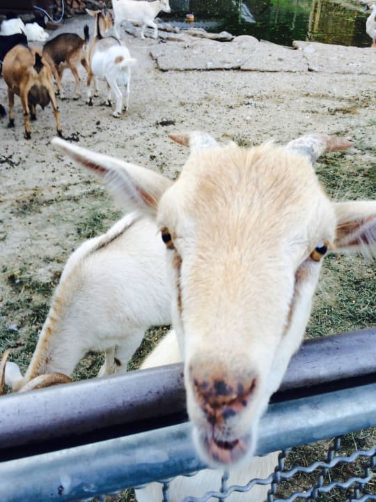 Streichelzoo Hotel Tannenmühle