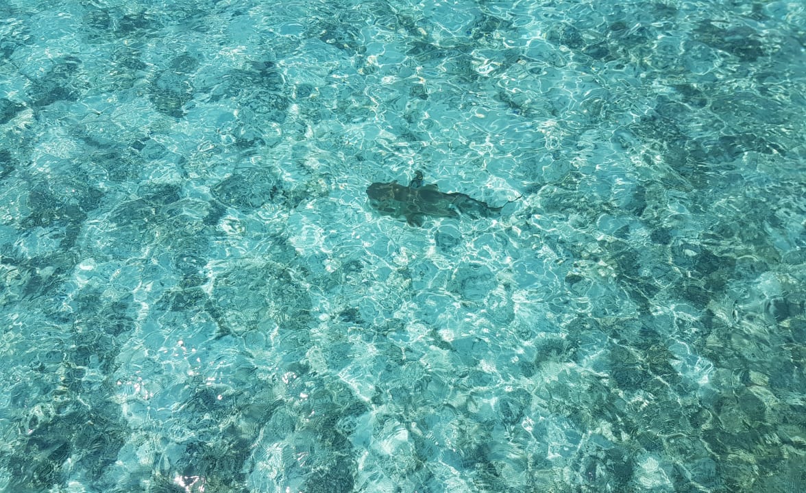 Außenansicht Baros Maldives Resort