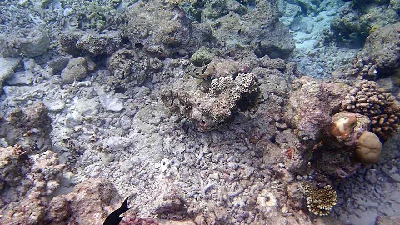 Sonstiges Vilamendhoo Island Resort & Spa