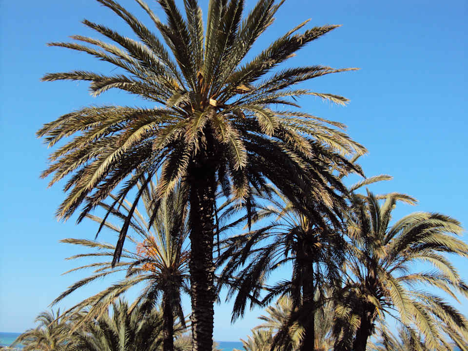 Widok z pokoju El Ksar Resort & Thalasso