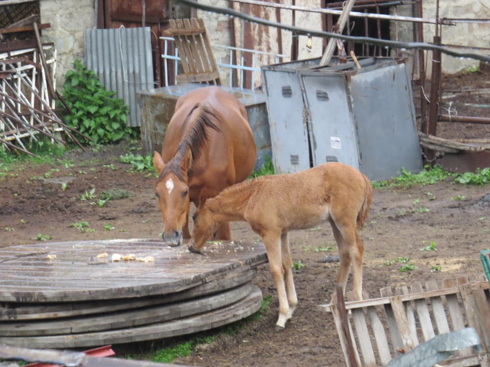 Sonstiges Guest House Diana