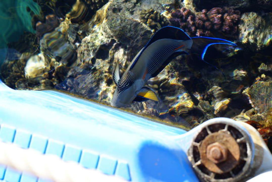 Codzienność Sharm Plaza