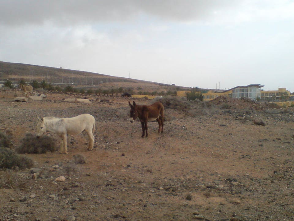 Außenansicht AluaVillage Fuerteventura