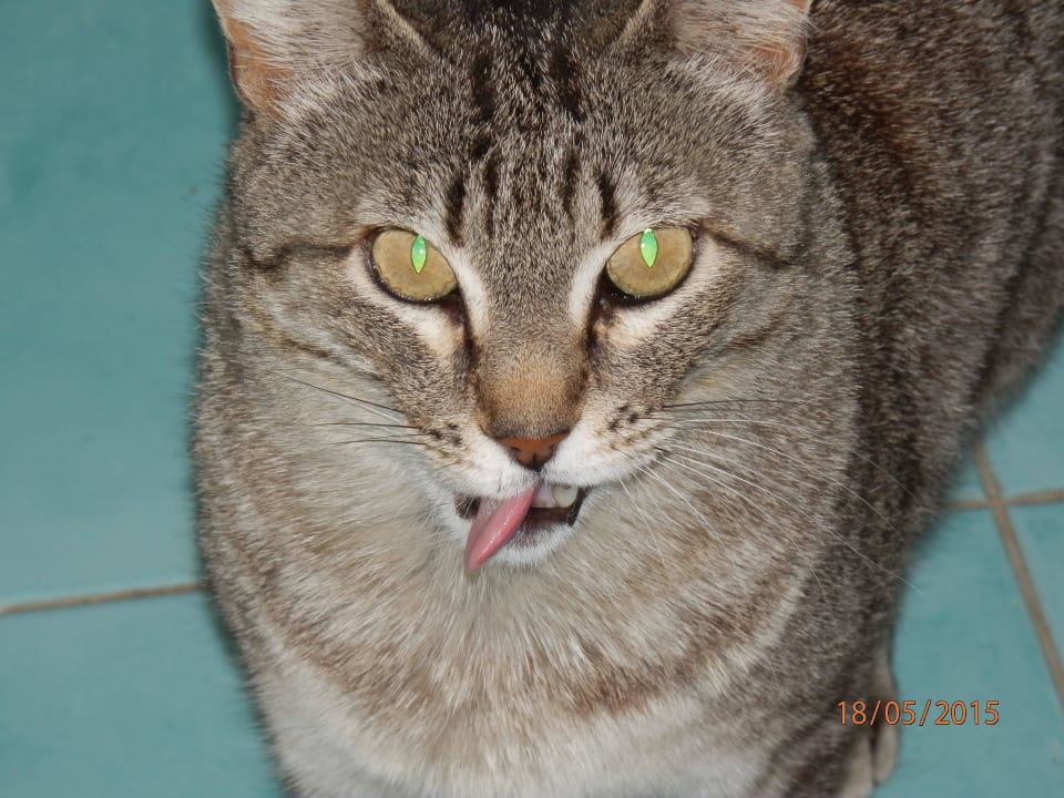 Hotelkatze "Angie" Apartamentos LIVVO Morromar