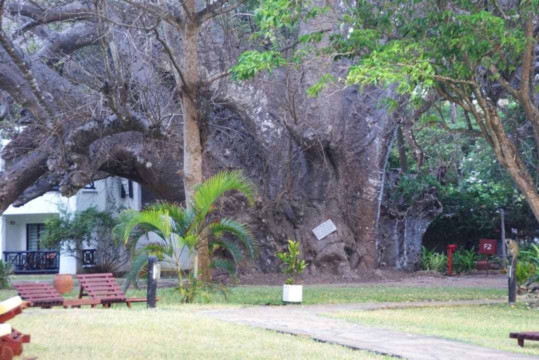 Ältester Baobab Hotel Papillon Lagoon Reef