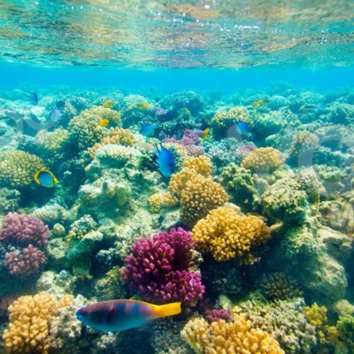 Strand Serenity Alpha Beach