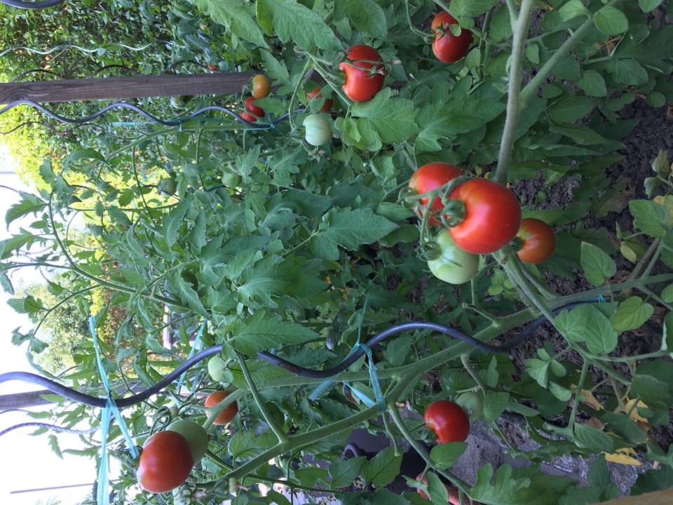 Gartenanlage Hotel Ibis Strasbourg Sud La Vigie