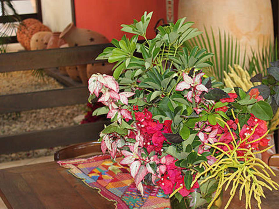 Blumen und Terracotta Hotel Porto Zarpa