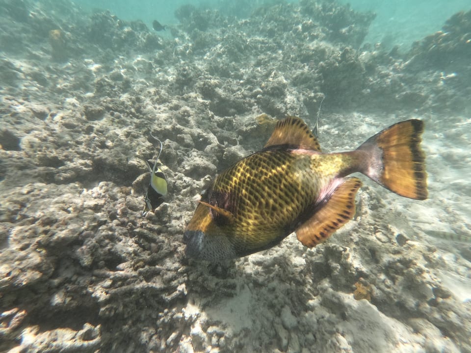 Sport & Freizeit Kuramathi Maldives