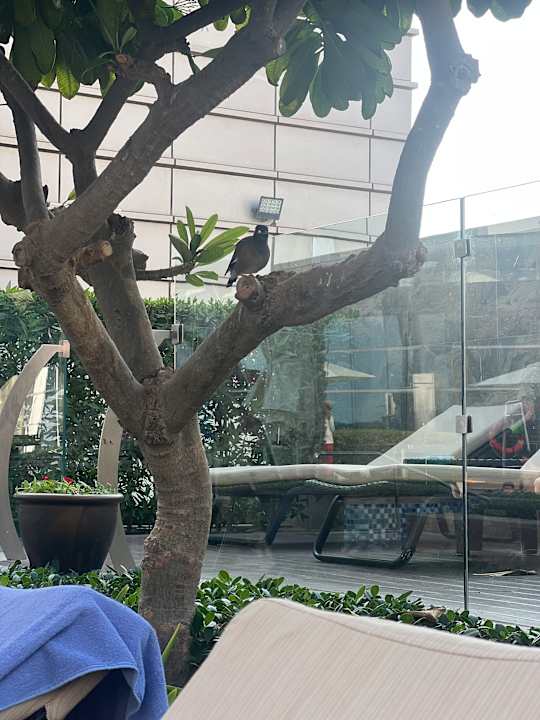 Pool JW Marriott Marquis Hotel Dubai