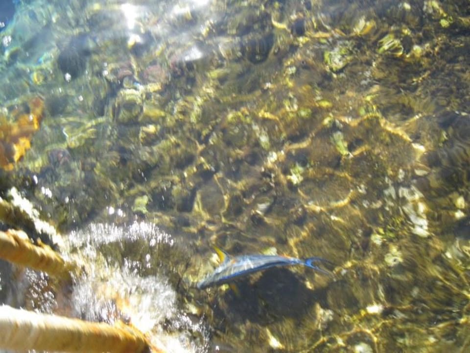 Schnorkling deluxe! The Grand Hotel Sharm El Sheikh