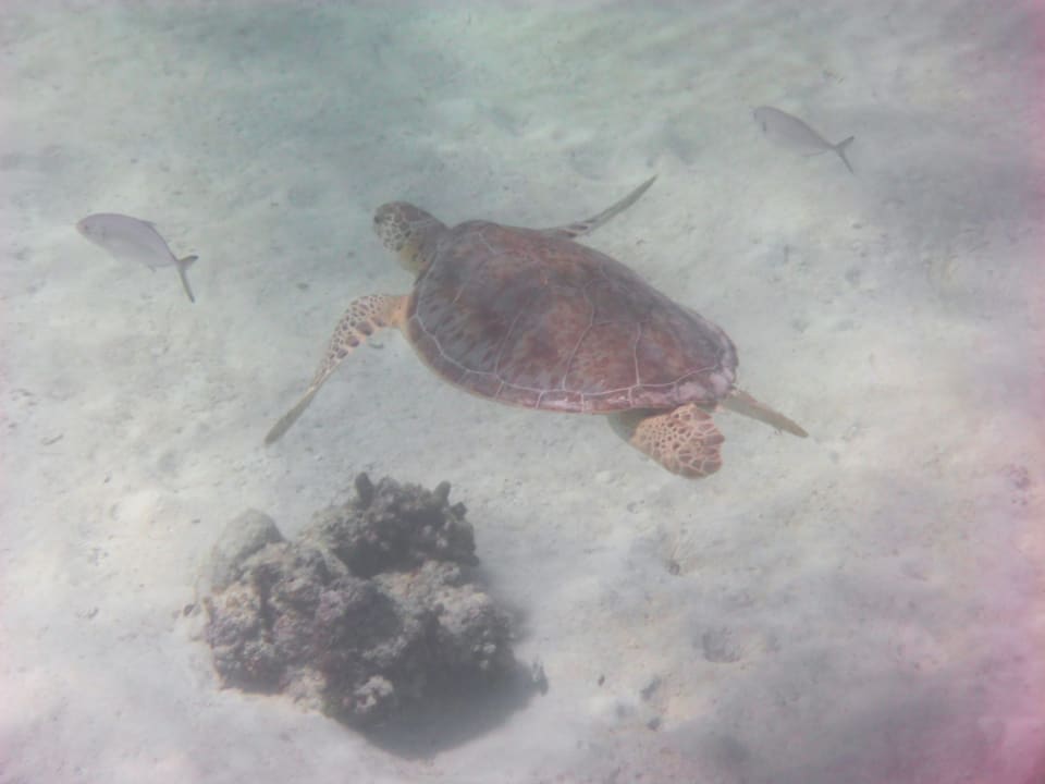 Sport & Freizeit Akumal Bay Beach & Wellness Resort