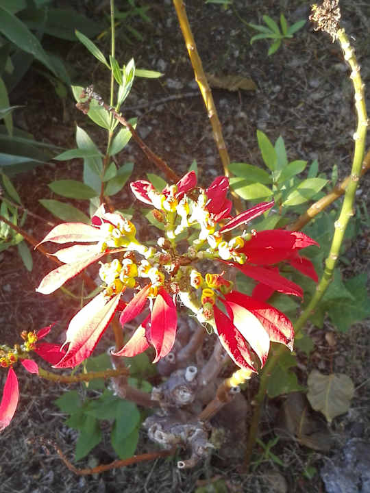 Gartenanlage Jardin Mariposa Retreat- und Seminarzentrum