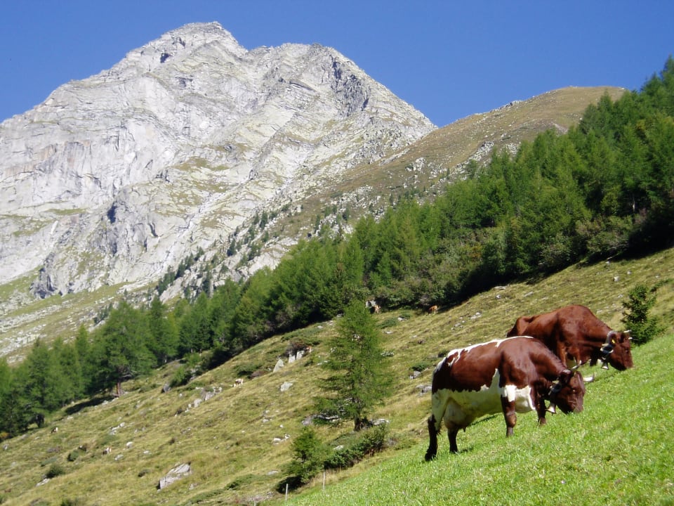 Sonstiges Niederkoflhof