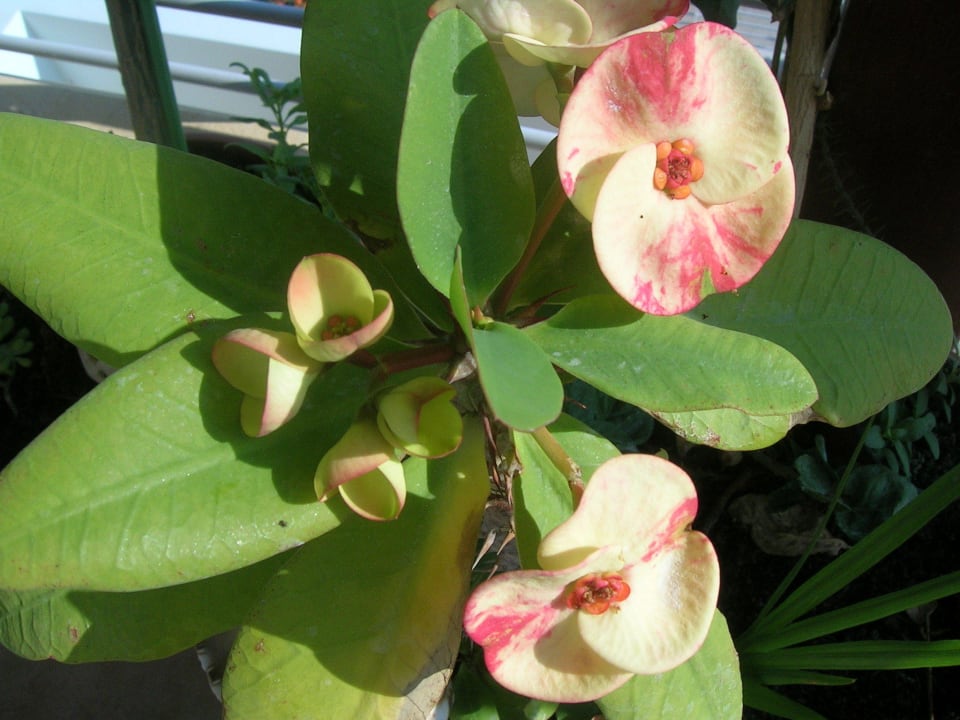 Seltene Pflanzen Hotel Kathrin Beach