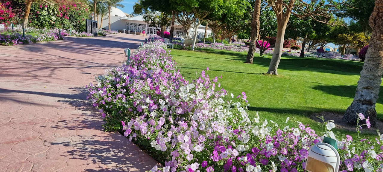 Außenansicht Desert Rose